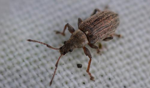 Réf. 343 172 : Phyllobius pyri